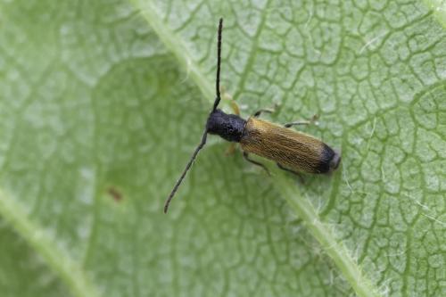 Réf. 356 518 : Tetrops praeustus